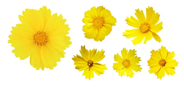 Beautiful Coreopsis Tickseed Flowers Set Isolated White Background Natural Floral — Stock Photo, Image