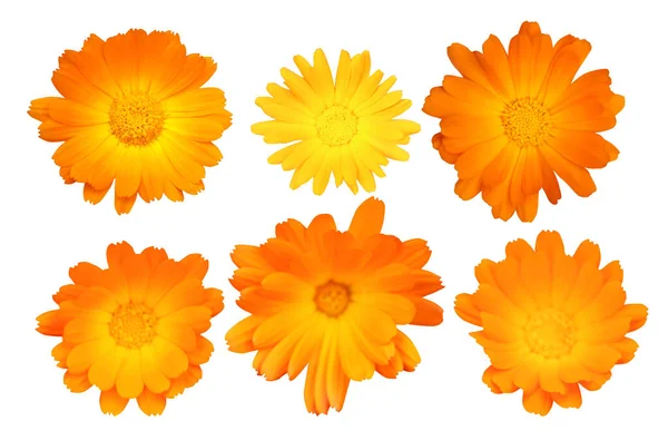 Bellissimi Fiori Calendula Incastonati Isolati Sfondo Bianco Fondo Floreale Naturale — Foto Stock