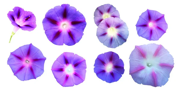 Vackra Blå Morgon Härlighet Blommor Som Isolerad Vit Bakgrund Naturlig — Stockfoto