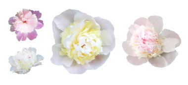 Beyaz arka planda izole edilmiş güzel pastel pembe ve beyaz şakayık çiçekleri. Doğal çiçek geçmişi var. Çiçek tasarım ögesi