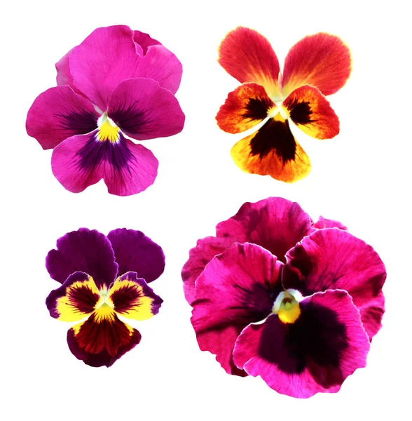 Mooie Roze Oranje Violette Viooltjes Viola Bloemen Geïsoleerd Witte Achtergrond — Stockfoto