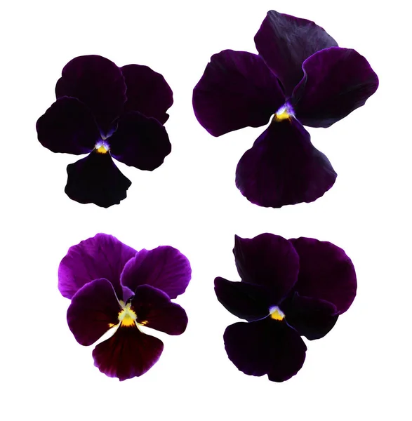 Hermoso Pansy Violeta Oscuro Flores Viola Aisladas Sobre Fondo Blanco —  Fotos de Stock