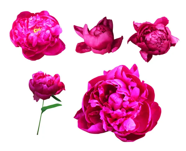 Hermosas Flores Peonía Rosa Púrpura Aisladas Sobre Fondo Blanco Fondo — Foto de Stock