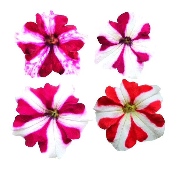 Hermosas Flores Petunia Rosa Blanca Roja Blanca Aisladas Sobre Fondo —  Fotos de Stock