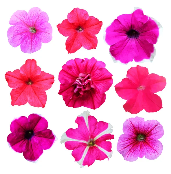 Prachtige Roze Petunia Bloemen Geïsoleerd Witte Achtergrond Natuurlijke Bloemen Achtergrond — Stockfoto