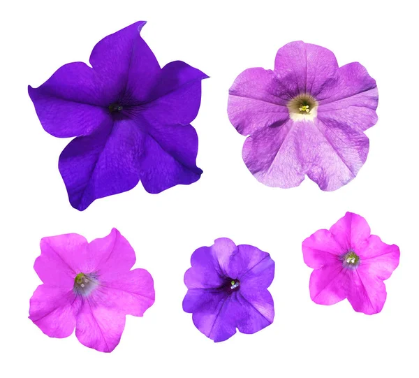 Hermosas Flores Petunia Violeta Rosa Aisladas Sobre Fondo Blanco Fondo —  Fotos de Stock