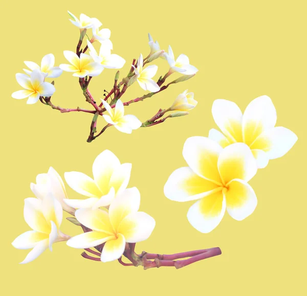 Beautiful White Yellow Plumeria Flowers Isolated White Background Natural Floral — Stock Photo, Image