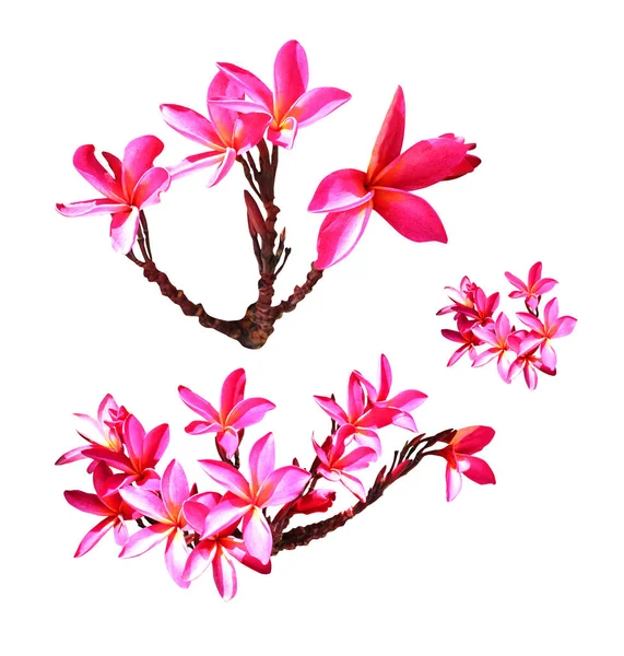 白い背景に孤立した美しいピンクのプルメリアの花 自然な花の背景 花のデザイン要素 — ストック写真