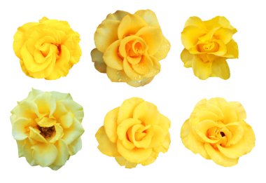 Beautiful yellow rose flowers set isolated on white background. Natural floral background. Floral design element