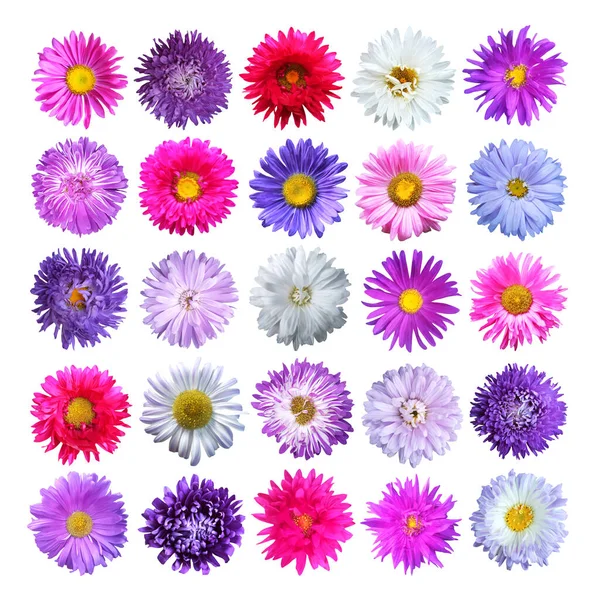 Piękne Kolorowe Kwiaty Aster Zestaw Izolowane Białym Tle Naturalne Tło — Zdjęcie stockowe