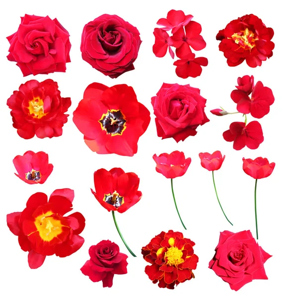 Beautiful Red Rose Geranium Tulip Marigold Flowers Set Isolated White — Foto Stock