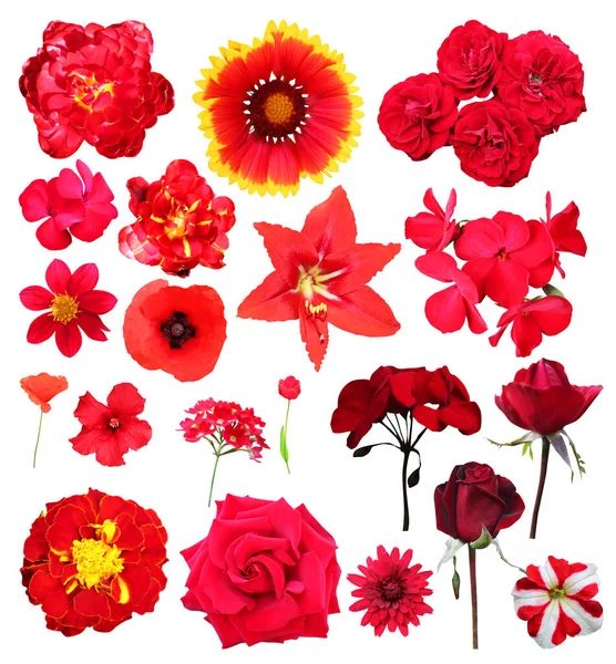 Beautiful Red Tulip Gaillardia Rose Dahlia Geranium Lily Verbena Chrysanthemum — Stockfoto