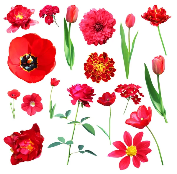 Bellissimo Tulipano Rosso Crisantemo Calendula Petunia Papavero Rosa Verbena Fiori — Foto Stock