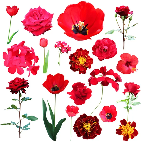 Bellissimo Tulipano Rosso Rosa Geranio Verbena Calendula Fiori Ibisco Incastonati — Foto Stock