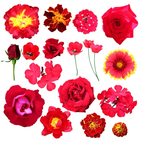 Beautiful Red Tulip Marigold Verbena Rose Gaillardia Geranium Marigold Flowers — Stock Photo, Image