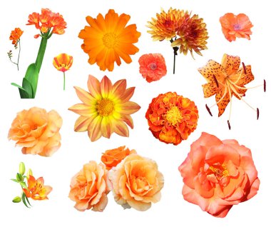 Beyaz arka planda izole edilmiş güzel turuncu çiçekler. Doğal çiçek geçmişi var. Çiçek tasarım ögesi