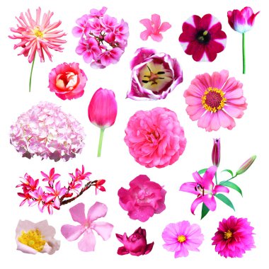 Beyaz arka planda izole edilmiş güzel pembe çiçekler. Doğal çiçek geçmişi var. Çiçek tasarım ögesi