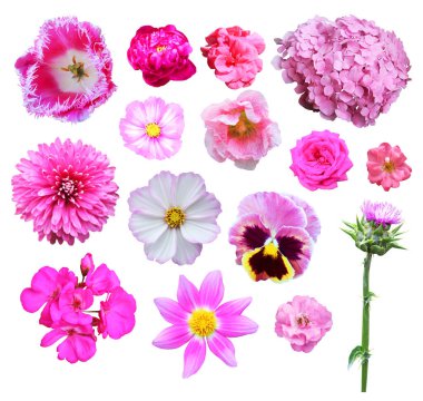 Beyaz arka planda izole edilmiş güzel pembe çiçekler. Doğal çiçek geçmişi var. Çiçek tasarım ögesi