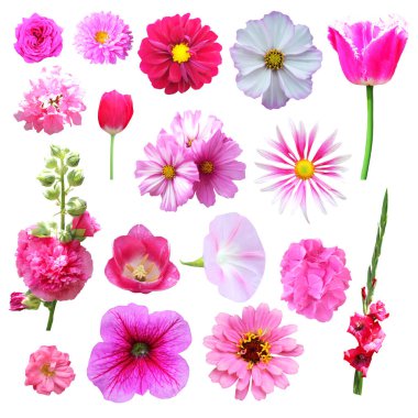 Beyaz arka planda izole edilmiş güzel pembe çiçekler. Doğal çiçek geçmişi var. Çiçek tasarım ögesi