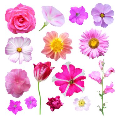 Beyaz arka planda izole edilmiş güzel pembe çiçekler. Doğal çiçek geçmişi var. Çiçek tasarım ögesi