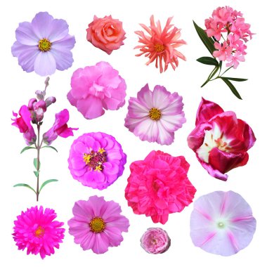 Beyaz arka planda izole edilmiş güzel pembe çiçekler. Doğal çiçek geçmişi var. Çiçek tasarım ögesi