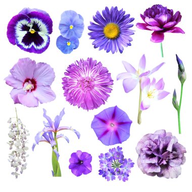 Beyaz arka planda izole edilmiş güzel mavi menekşe çiçekleri. Doğal çiçek geçmişi var. Çiçek tasarım ögesi