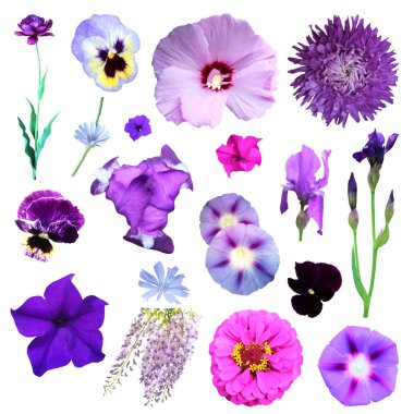 Beyaz arka planda izole edilmiş güzel mavi menekşe çiçekleri. Doğal çiçek geçmişi var. Çiçek tasarım ögesi