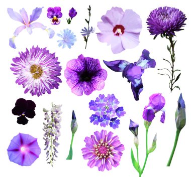 Beyaz arka planda izole edilmiş güzel mavi menekşe çiçekleri. Doğal çiçek geçmişi var. Çiçek tasarım ögesi