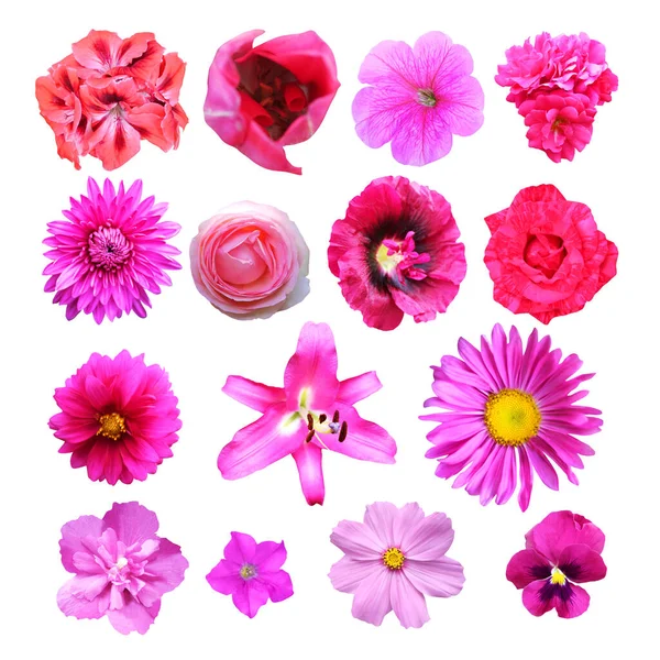 Hermosas Flores Color Rosa Conjunto Aislado Sobre Fondo Blanco Fondo —  Fotos de Stock
