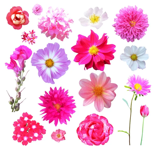 Розовые Цветы Белом Фоне Естественный Цветочный Фон Цветочный Элемент Дизайна — стоковое фото