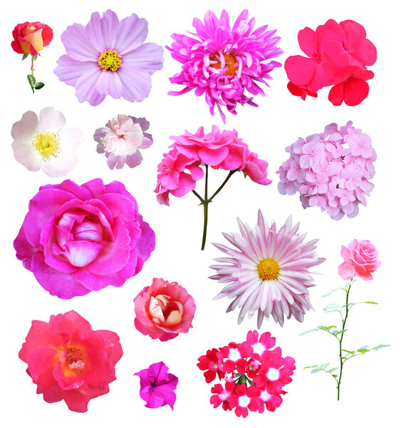 Beautiful pink flowers set isolated on white background. Natural floral background. Floral design element