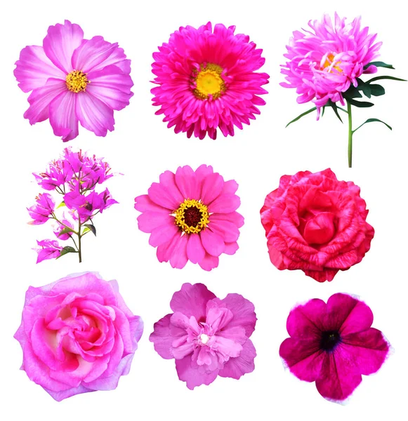 Bellissimi Fiori Rosa Insieme Isolato Sfondo Bianco Fondo Floreale Naturale — Foto Stock