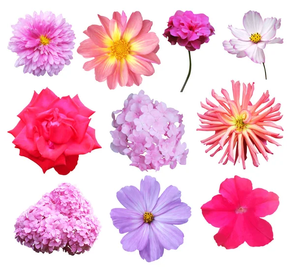 Розовые Цветы Белом Фоне Естественный Цветочный Фон Цветочный Элемент Дизайна — стоковое фото