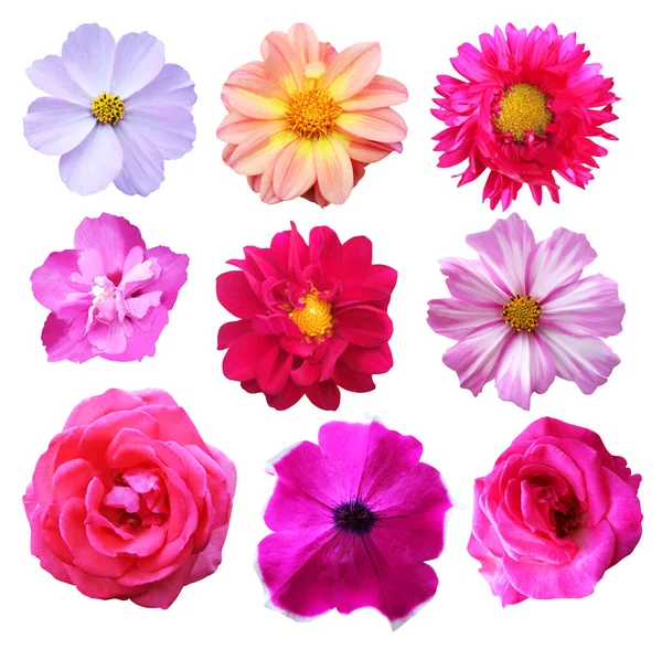 Mooie Roze Bloemen Set Geïsoleerd Witte Achtergrond Natuurlijke Bloemen Achtergrond — Stockfoto