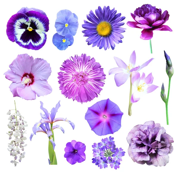 Lindas Flores Azul Violeta Conjunto Isolado Fundo Branco Fundo Floral — Fotografia de Stock