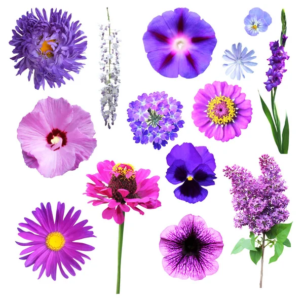 Mooie Blauwe Violette Bloemen Set Geïsoleerd Witte Achtergrond Natuurlijke Bloemen — Stockfoto