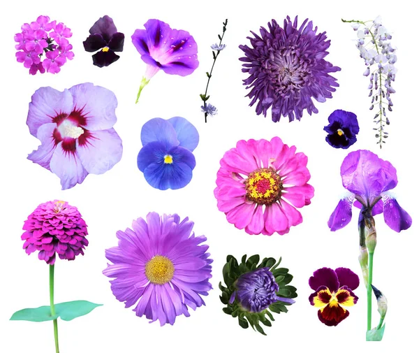Smukke Blå Violette Blomster Sat Isoleret Hvid Baggrund Naturlig Blomstret - Stock-foto