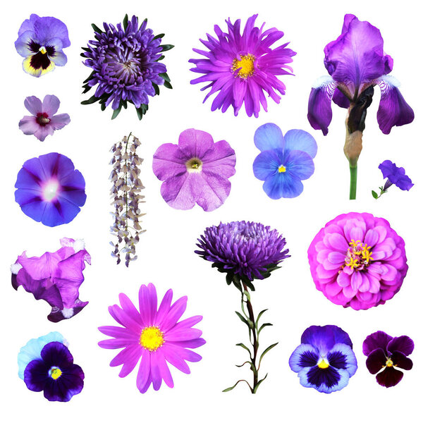 Beautiful blue violet flowers set isolated on white background. Natural floral background. Floral design element