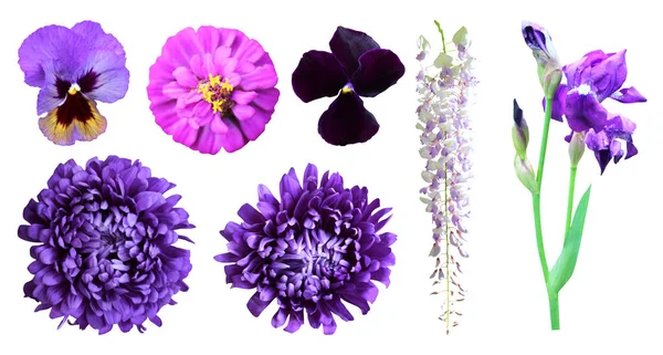 Mooie Blauwe Violette Bloemen Set Geïsoleerd Witte Achtergrond Natuurlijke Bloemen — Stockfoto