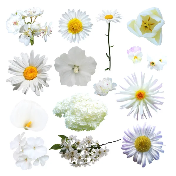 Hermosas Flores Blancas Establecidas Aisladas Sobre Fondo Blanco Fondo Floral —  Fotos de Stock