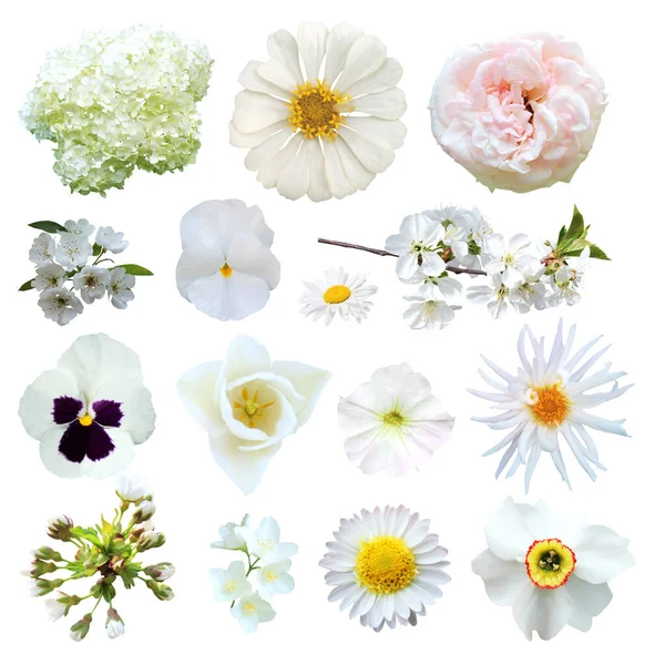 Mooie Witte Bloemen Set Geïsoleerd Witte Achtergrond Natuurlijke Bloemen Achtergrond — Stockfoto