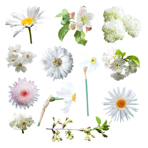 Vackra Vita Blommor Som Isolerad Vit Bakgrund Naturlig Blommig Bakgrund — Stockfoto