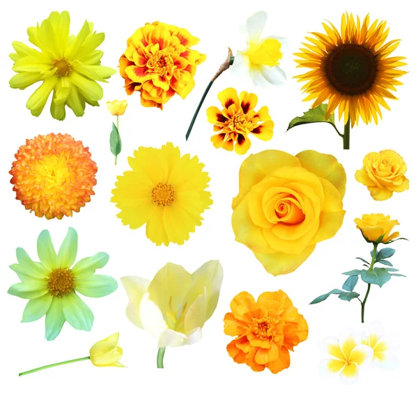 美丽的黄色花朵被白色的背景隔开了 自然的植物背景 花卉设计部分 — 图库照片