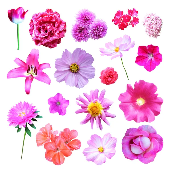 Mooie Roze Bloemen Set Geïsoleerd Witte Achtergrond Natuurlijke Bloemen Achtergrond — Stockfoto