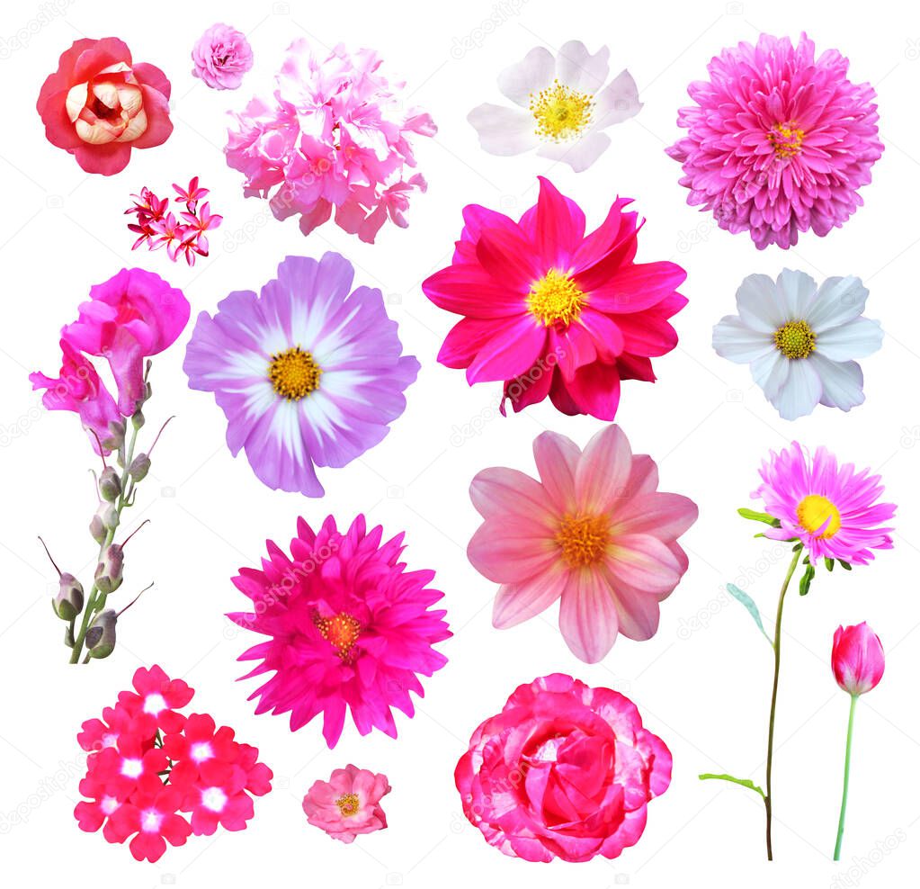 Beautiful pink flowers set isolated on white background. Natural floral background. Floral design element