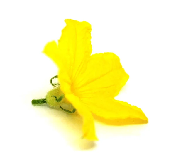 Gurka Blomma Isolerad Vit Bakgrund Naturlig Mat Bakgrund Blommigt Designelement — Stockfoto