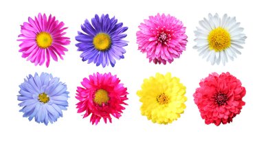 Beyaz arka planda izole edilmiş güzel paskalya ve kasımpatı çiçekleri. Doğal çiçek geçmişi var. Çiçek tasarım ögesi