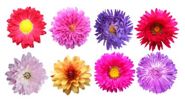 Beyaz arka planda izole edilmiş güzel paskalya ve kasımpatı çiçekleri. Doğal çiçek geçmişi var. Çiçek tasarım ögesi