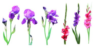 Güzel gözler, beyaz arka planda izole edilmiş gladiolus çiçekleri. Doğal çiçek geçmişi var. Çiçek tasarım ögesi