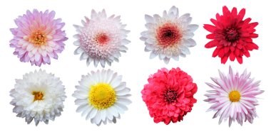 Beyaz arka planda izole edilmiş güzel kasımpatı çiçekleri. Doğal çiçek geçmişi var. Çiçek tasarım ögesi